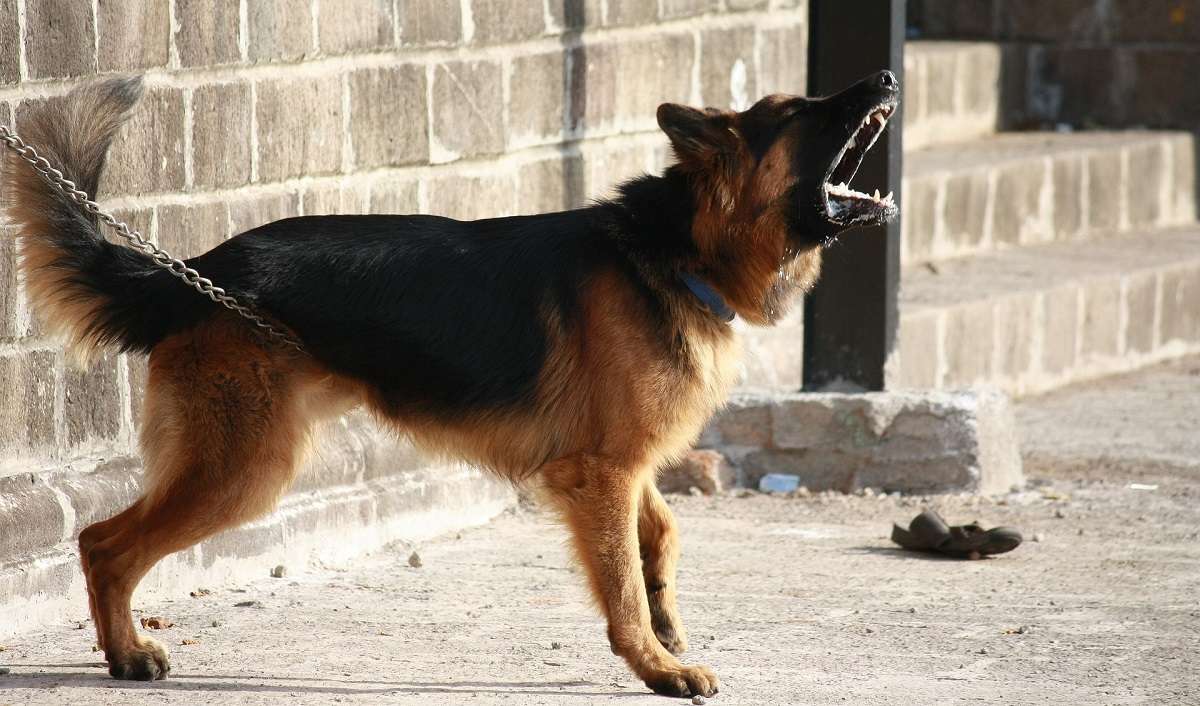 الكلب