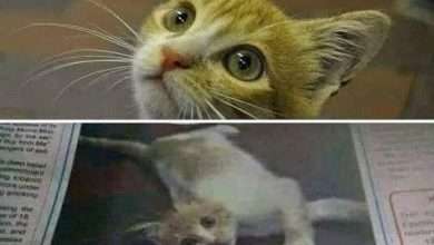 القطة كايرو