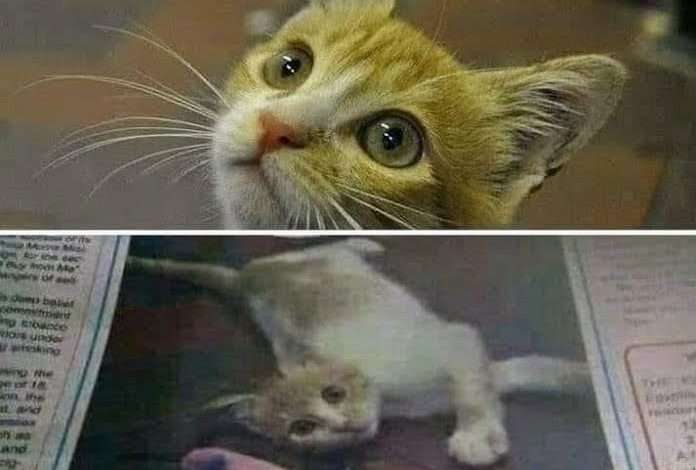 القطة كايرو