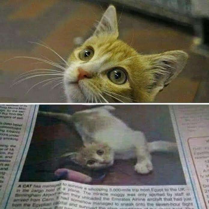 القطة كايرو