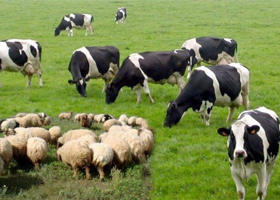 أدوية فاسدة لتلقيح الحيوانات!