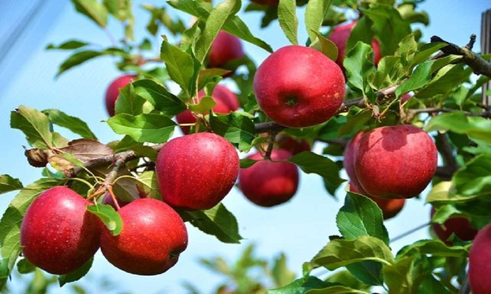 موسم التفاح… وسِباق مع تصريف الإنتاج