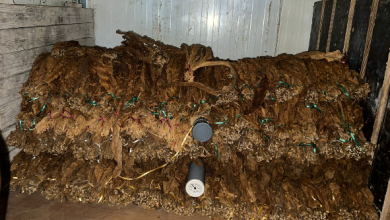 بالفيديو والصور: في ذوق مصبح.. أراضي لزراعة أوراق السيجار ومعدّات لتصنيعه