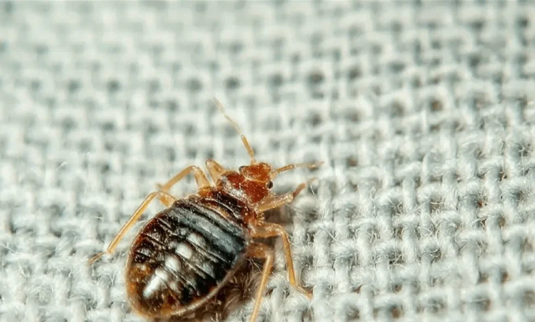 "البقّ الفرنسي" موجود في لبنان وهذه اساليب الوقاية منه ومكافحته