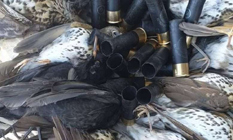 الصيد البرّي شمالاً: لا ضوابط