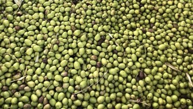 أسعار زيت الزيتون تتحقق
