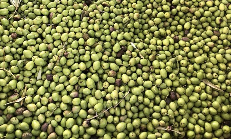 أسعار زيت الزيتون تتحقق