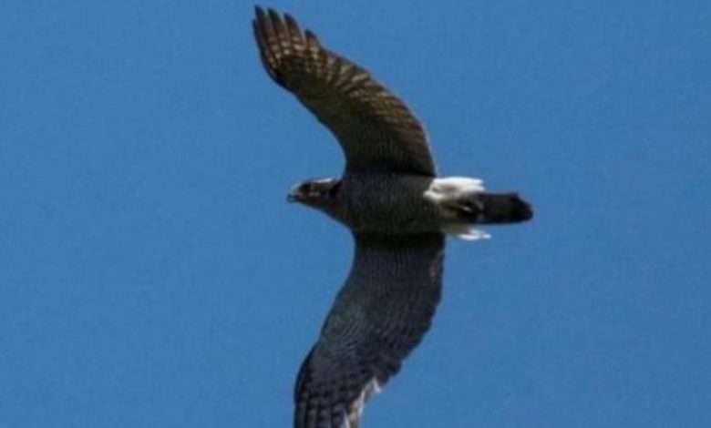 اكتشاف طائر نادر في هذه المحمية الطبيعية لبنانية