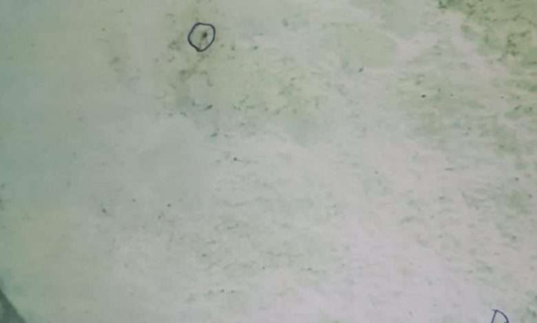 بالصور- فضلات جرذان في الطحين والسكر لدى محلّ للحلويات العربية في طرابلس!