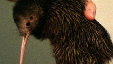 طائر الكيوي