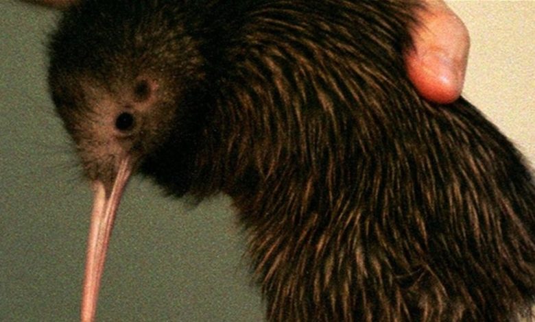 طائر الكيوي