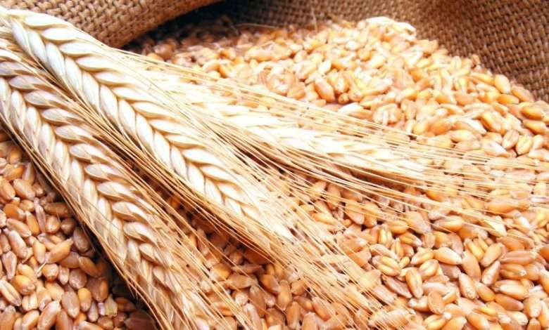 بعد الأرز المسرطن... قمح مغشوش في الأسواق؟