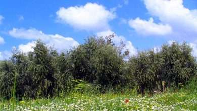 إليكم طقس الفصح... كيف سيبدو؟ 