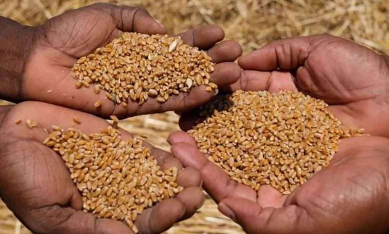 بعد وصول 4506 طنًا من القمح العفن... إعلان هام من "جمعية المستهلك"!