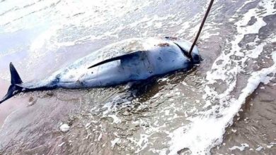 بعد العثور على حوت نافق في عكار... بيان من الزراعة