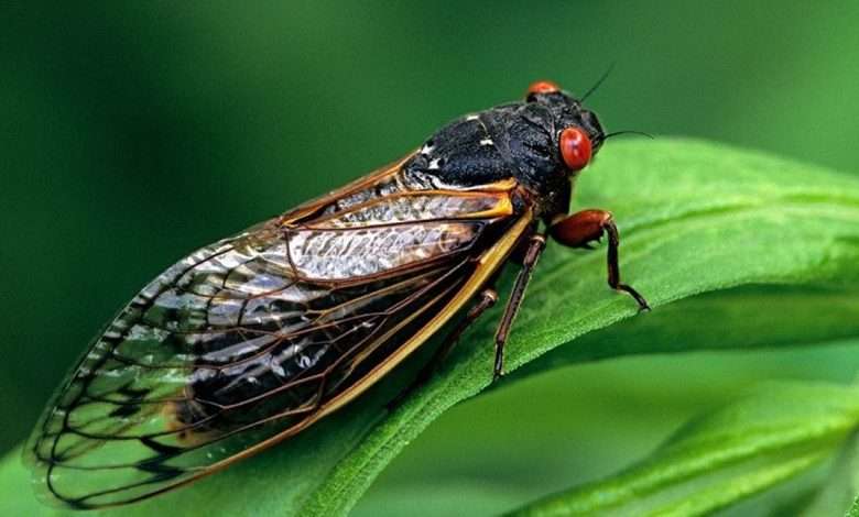 الولايات المتحده على موعد مع غزو زيزان