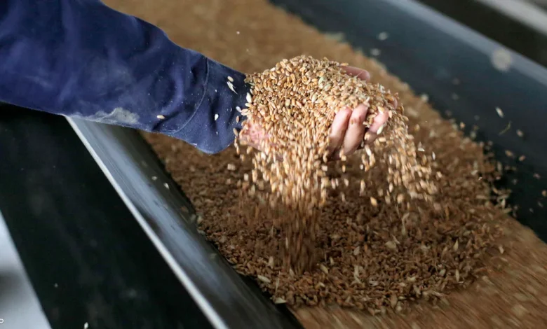 أسعار تصدير القمح الروسي…كم بلغت؟