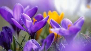 طقس ربيعي مستقر نسبياً.... لمحبّي الربيع إليكم تفاصيل الطقس