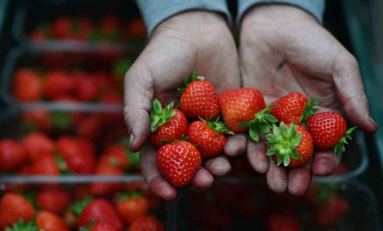 بخصوص الفريز …اعلان لوزارة الزراعة