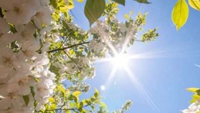 طقس صيفي بامتياز والرطوبة عالية ...إليكم تفاصيل الطقس