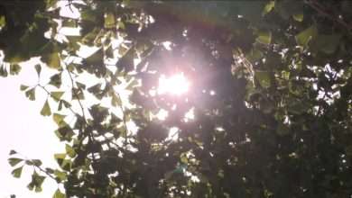 الحرارة تبلغ ذروتها الخميس والجمعة... إليكم تفاصيل الطقس