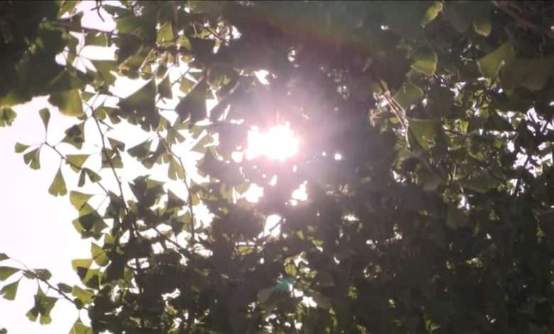 الحرارة تبلغ ذروتها الخميس والجمعة... إليكم تفاصيل الطقس