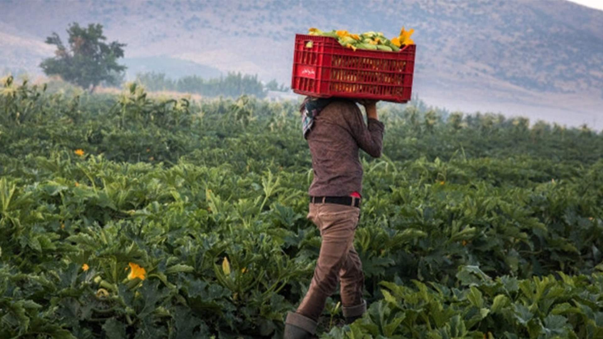 بخصوص التصدير…إعلان لوزارة الزراعة