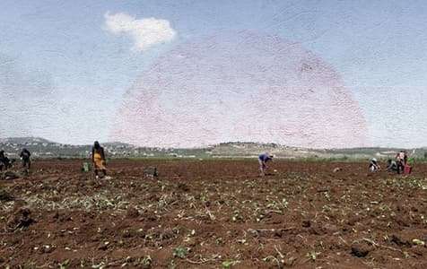 الموسم الزراعي في كساد... وهذا هو الحلّ