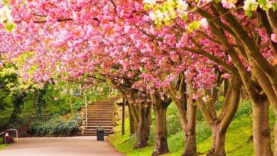 الصيف يطرق أبواب الربيع...لبنان يستعد لأسبوع ساخن!