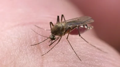 حتى ريحة جلدك إلها قصة... والبعوض حافظها عن ظهر قلب!