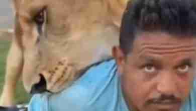 بالفيديو: حبس صاحب المزرعة الذي أطلق أسده على عامل مصري!