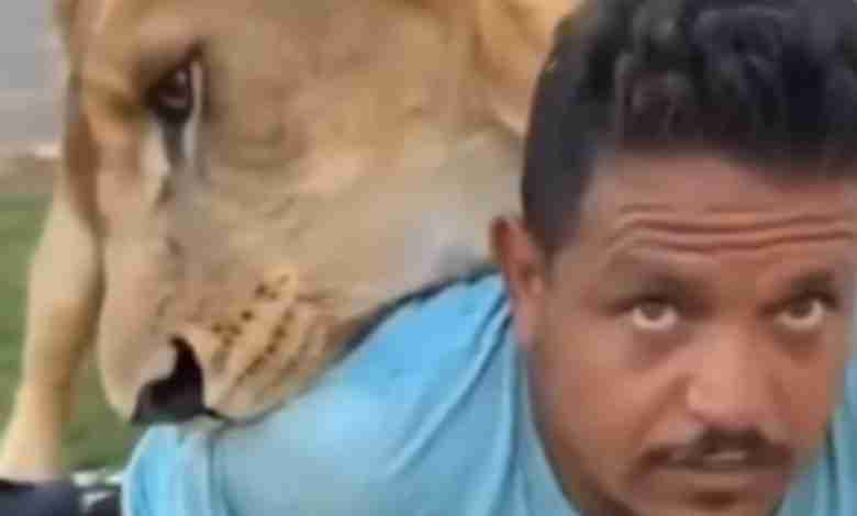 بالفيديو: حبس صاحب المزرعة الذي أطلق أسده على عامل مصري!