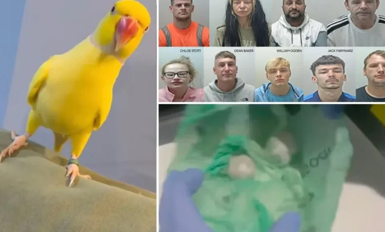 بالفيديو: ببغاء نطقها... فانهارت إمبراطورية الكوكايين!"