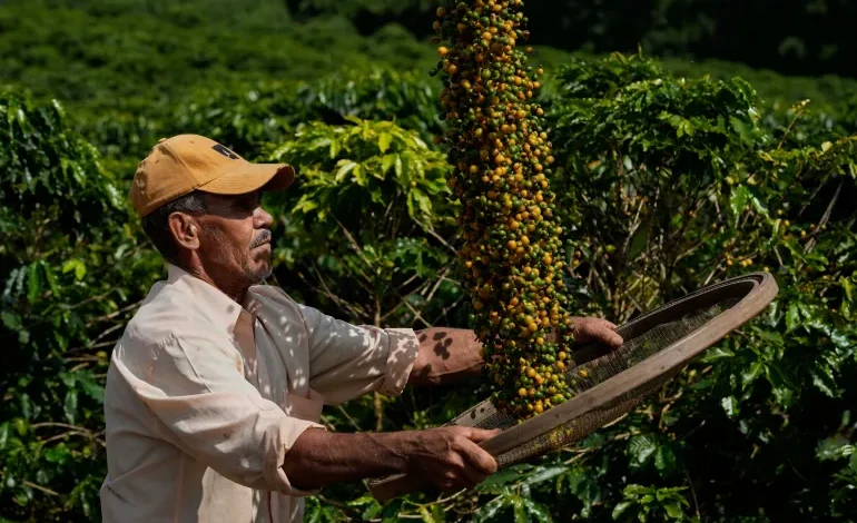 زراعة القهوة تدمر غابات الأمازون