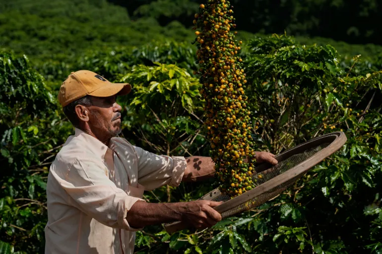 زراعة القهوة تدمر غابات الأمازون