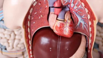 المشروبات القليلة السكر والمُحليات الصناعية تزيد خطر الكبد الدهني