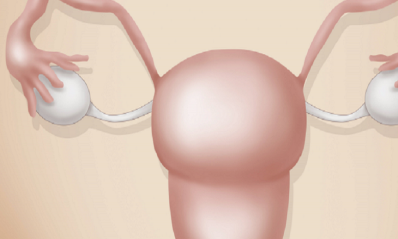 ليست البويضات وحدها!.. دراسة تفسّر سبب تراجع خصوبة المرأة