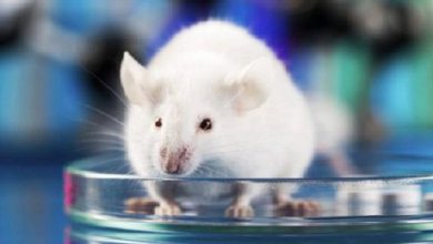 لماذا ترسل الصين 4 فئران إلى الفضاء؟