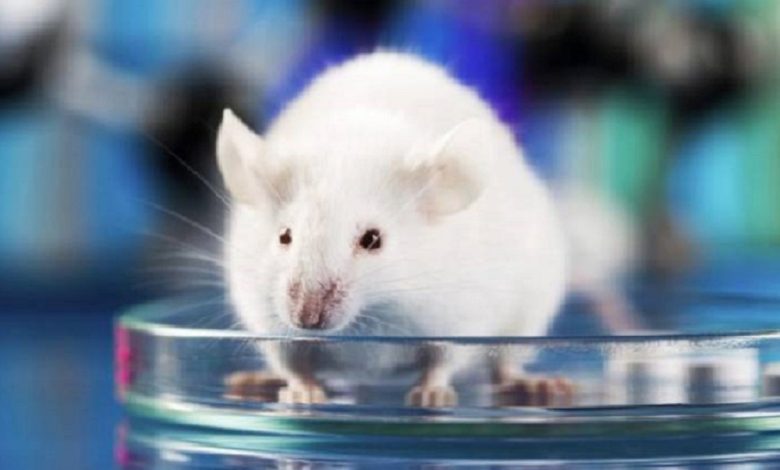 لماذا ترسل الصين 4 فئران إلى الفضاء؟