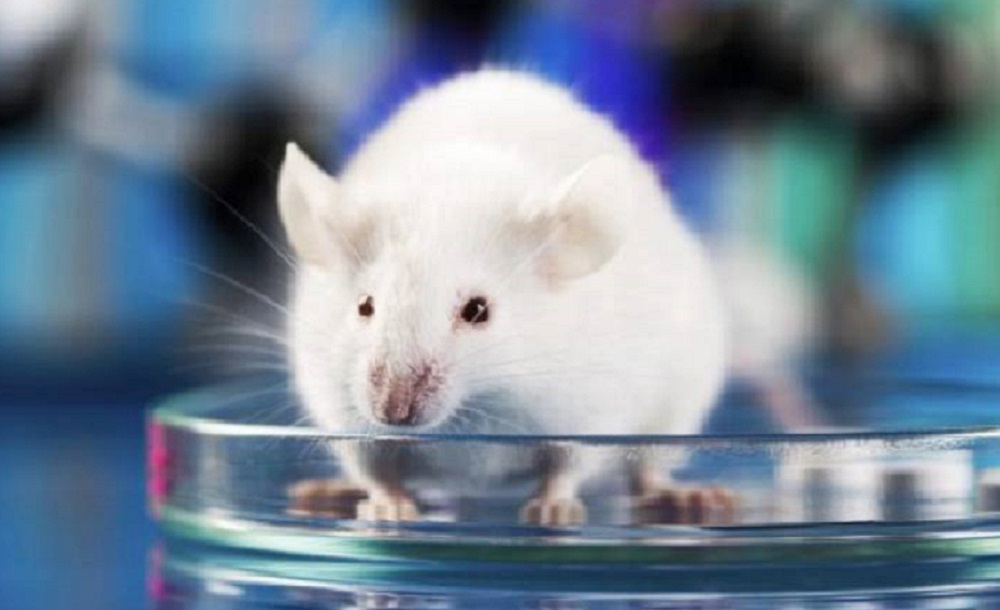 لماذا ترسل الصين 4 فئران إلى الفضاء؟