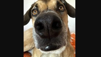 "الطفل يشبه غولاش تماماً!"... صورة صوتية صادمة: جنين يشبه كلب العائلة!