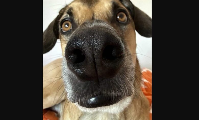 "الطفل يشبه غولاش تماماً!"... صورة صوتية صادمة: جنين يشبه كلب العائلة!