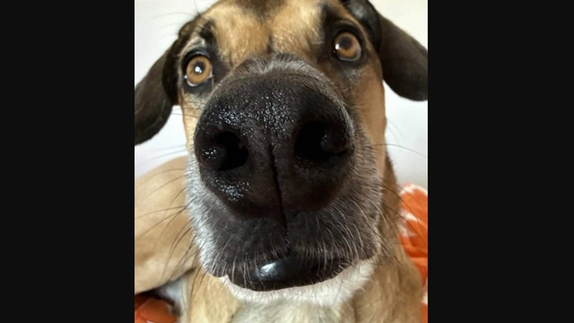 "الطفل يشبه غولاش تماماً!"... صورة صوتية صادمة: جنين يشبه كلب العائلة!