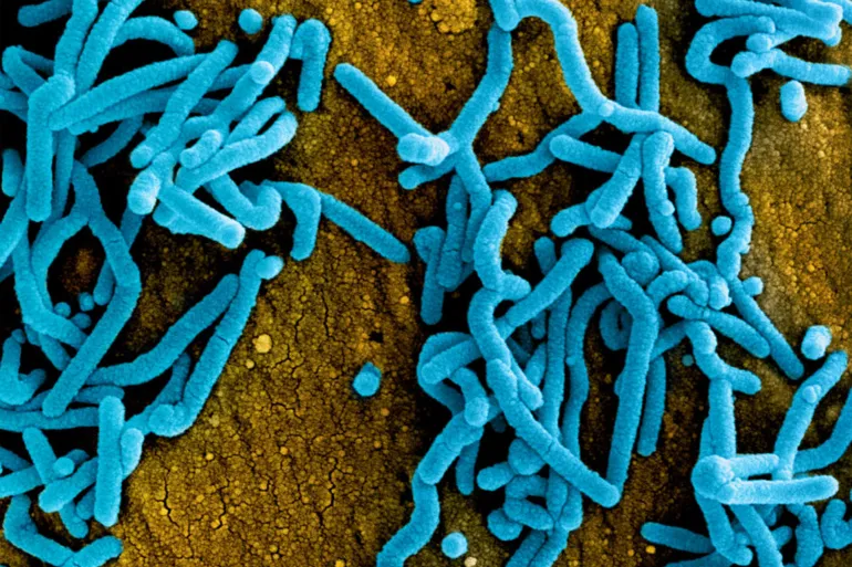 ارتفاع الوفيات جراء فيروس ماربورغ إلى 6