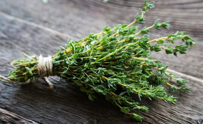 الزعتر.. درعك الواقي من الأمراض