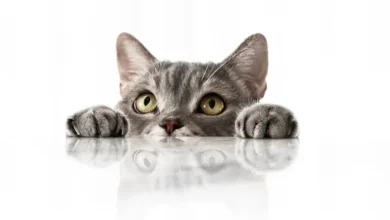 تربية القطط تزيد احتمالات الاضطرابات النفسية