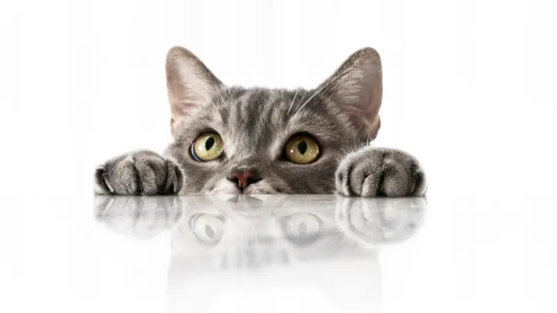 تربية القطط تزيد احتمالات الاضطرابات النفسية