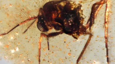 اكتشاف "كبسولة كهرمانية" عمرها 112 مليون سنة