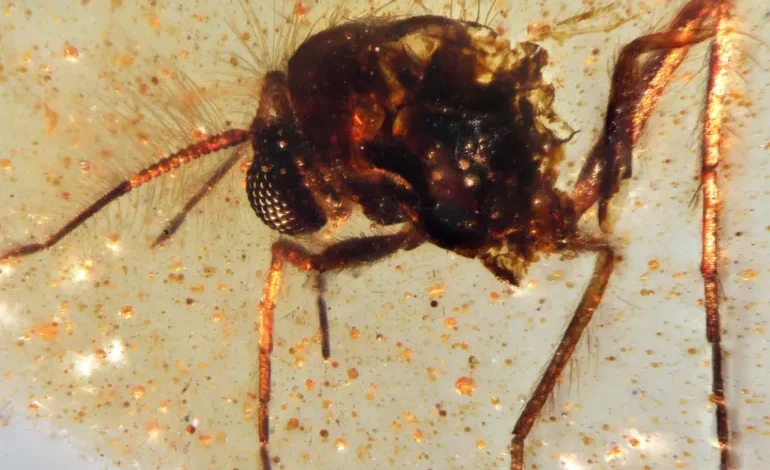 اكتشاف "كبسولة كهرمانية" عمرها 112 مليون سنة