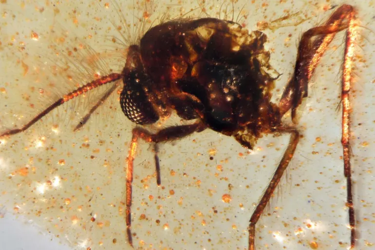 اكتشاف "كبسولة كهرمانية" عمرها 112 مليون سنة